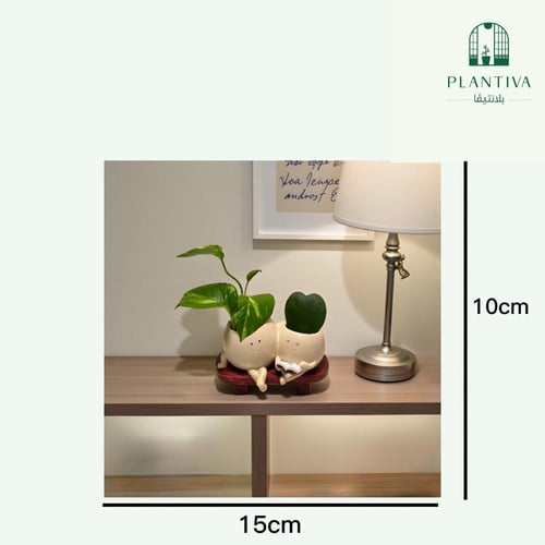 نبتة بوتس مع نبتة قلب مركن اصدقاء الطبيعة