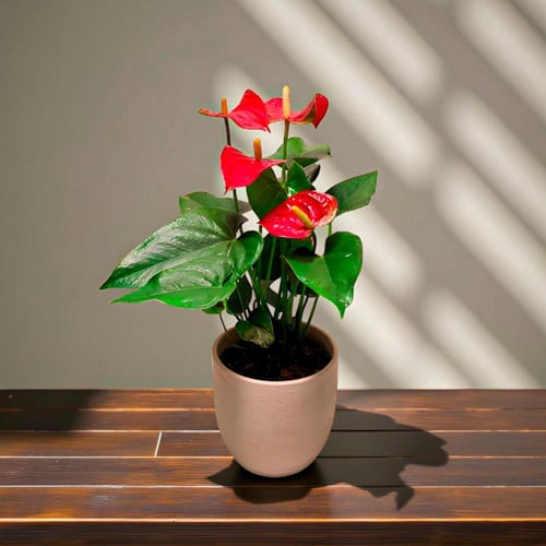 نبتة انتوريوم حمراء مركن بيج 30 سم