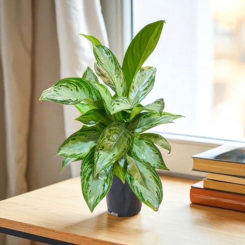 نبتة اجلومينيا 50سم