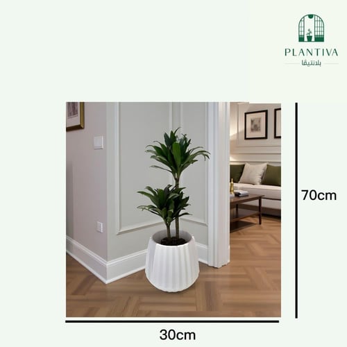 نبتة دارسينا 70 سم مركن ابيض