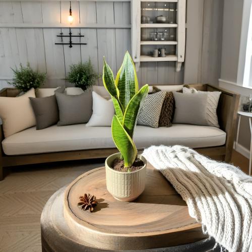 نبتة سانسيفيريا صغيرة في وعاء سيراميك 33 سم