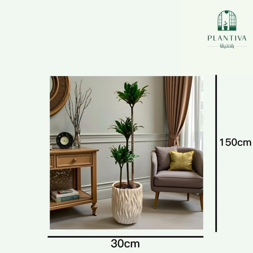 نبتة دارسينا كومباكتا مركن بيج مزخرف 150 سم