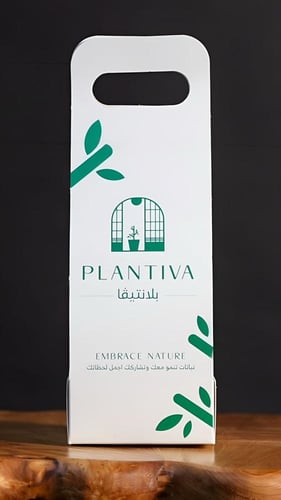 نبتة بوتس في وعاء كوالا