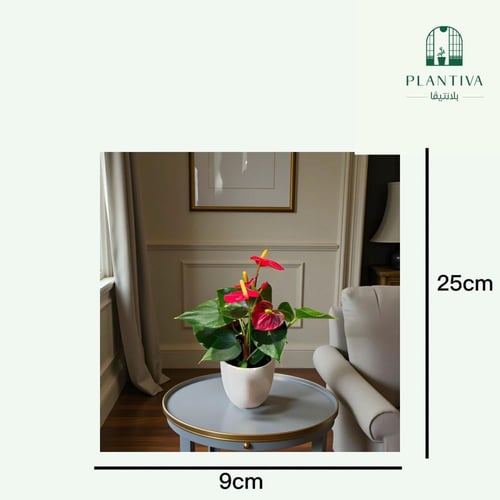 نبتة انتوريوم حمراء 20 سم (مستورد)