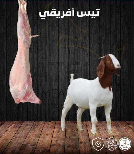 تيس افريقي وزن من 7 - 10 ك