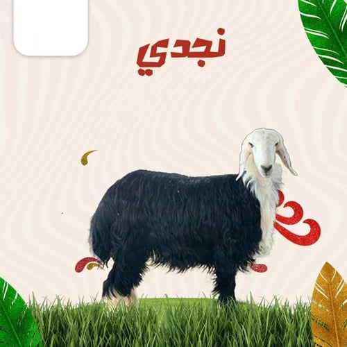 خروف نجدي بلدي كامل – جذع كبير – طازج – وزن 23إلى...