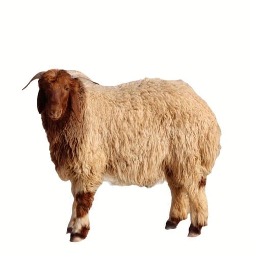 خروف نعيمي جذع صغير (23– 25كجم)