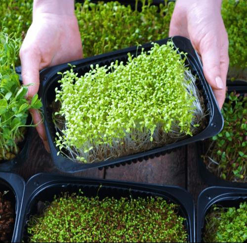 بروكلي اورجانك 50 غرام للاستنبات