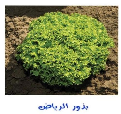 خس لولو بوندا 25 بذره F1