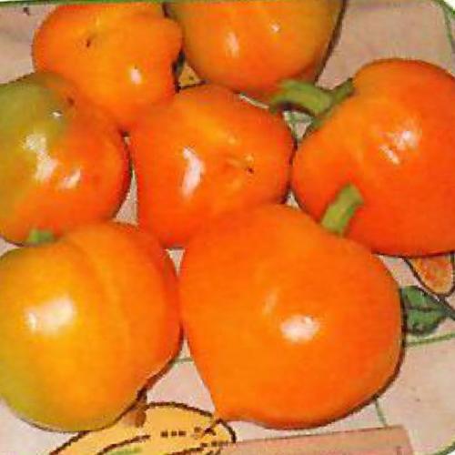 فلفل الفرولة اصفر غير هجين كميه قليله