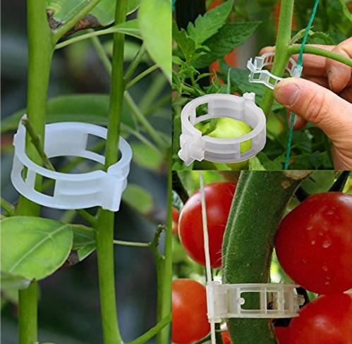 كلبس تعليق النبات 100 حبه