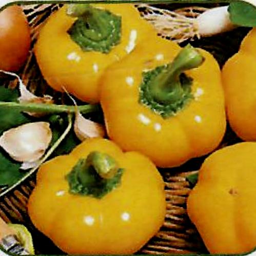 فلفل الورده اصفر غير هجين كميه قليله