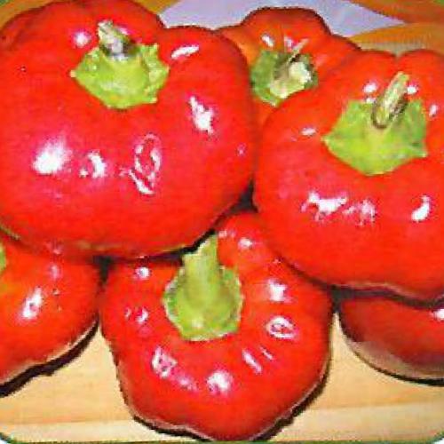 فلفل الورده احمر غير هجين كميه قليله