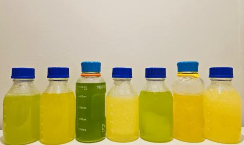 خمس تولات دهن ورد بيور عرض جملة خاص