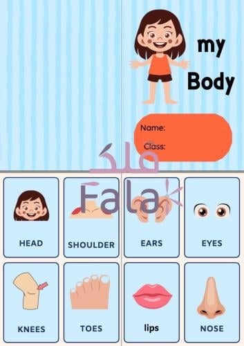 مطوية أنجليزي ( my Body )