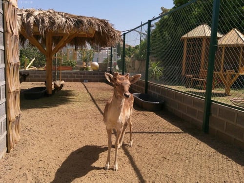 كاميرا ديجيتال لينس 4K