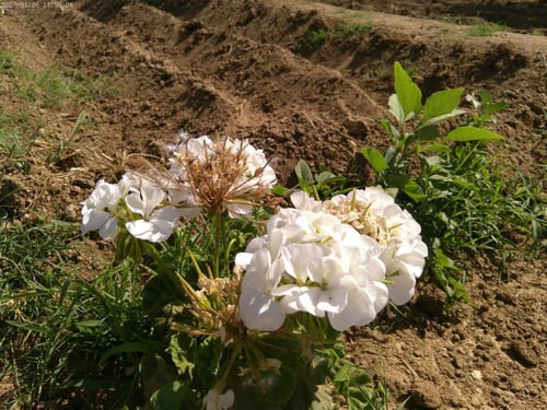 كاميرا ديجيتال لينس 4K