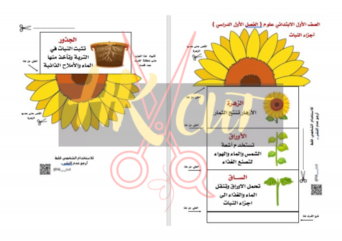 النباتات واجزاؤها - اولى ابتدائي ف 1