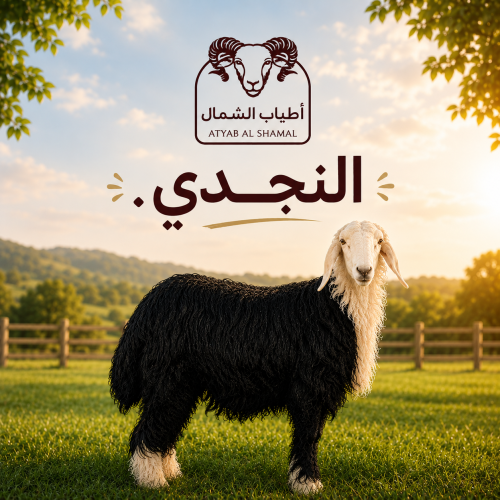 نجدي هرفي صغير