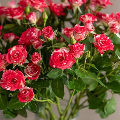 شده بيبي روز 10 أغصان لون من اختيارك