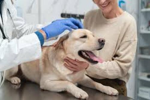 تطعيم السعار Rabies vaccine | خدمات العيادة