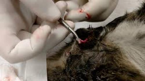 عملية تعقيم إناث | خدمات العيادة