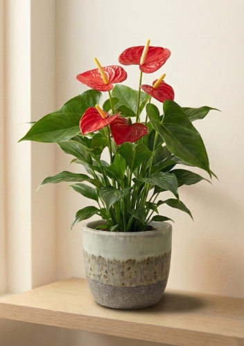 أنثوريوم رفيف: زهرة المودة (Anthurium / Flamingo F...