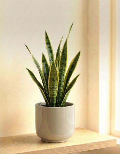 جلد النمر رفيف: حارس الجمال (Sansevieria / Snake P...