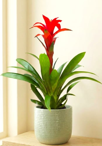 جو زمانيا (Guzmania"تاج الواحة"