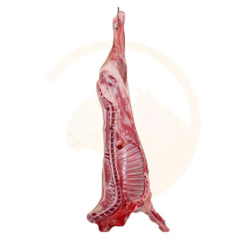 نص ذبيحه سواكن من 10 إلى15