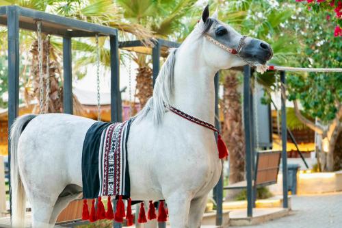 جلال مع صدرية