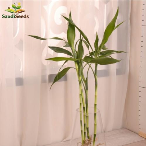 بامبو بلدي عادي 25 سم Lucky Bamboo