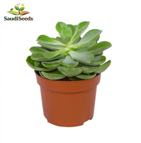 صبار الإيشيفيريا Echeveria Succulent