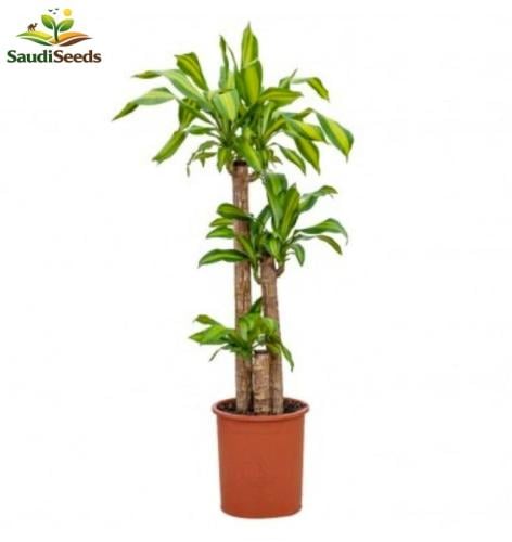 دراسينا ماسنجانا 3 سيقان 120 سم Dracaena Massangea...