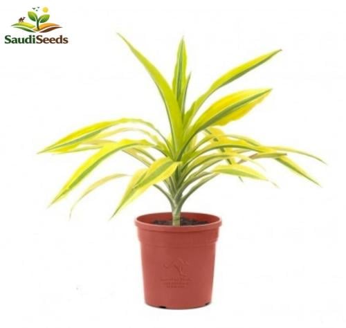 نبتة ليمون لايم الصغيرة Dracaena Lemon Lime