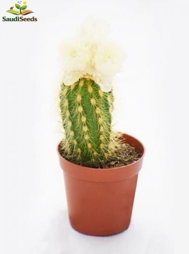 صبار زهرة مكتبي صغير 10 سم Echinocactus Grusonii