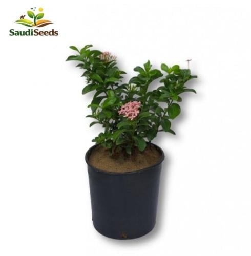 أكسورا نانا وردي Ixora Nana Pink