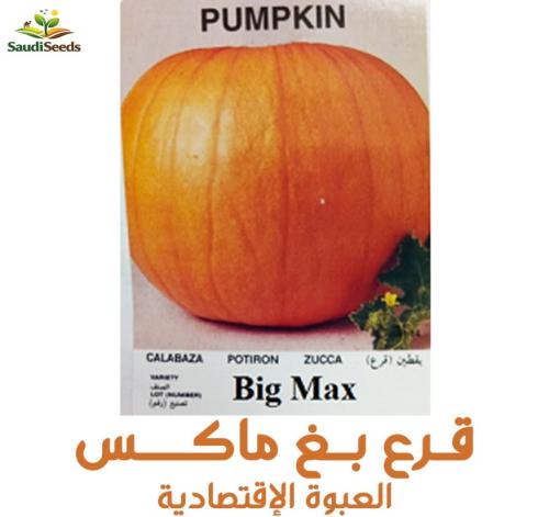 بذور قرع يقطين بـــق ماكس 40 جرام Big Max Pumpkin...