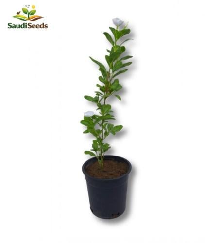 نبات بفتة بلدي أبيض صغير Vinca Rosea