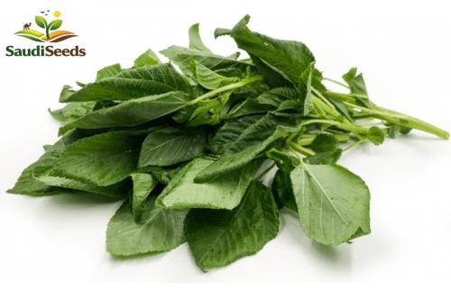بذور الملوخية ابو جمل