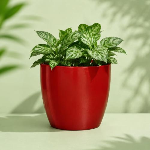حوض يوناني Go Green مقاس 43 سم لون أحمر