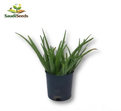 صبار الألوفيرا الصغير Aloe Vera