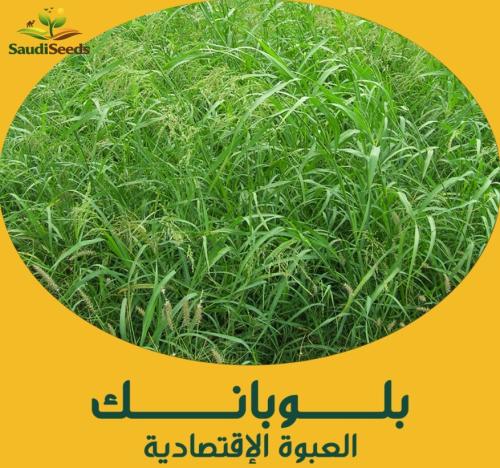 بذور بلوبانك 250 جرام Blue Panic Grass seeds
