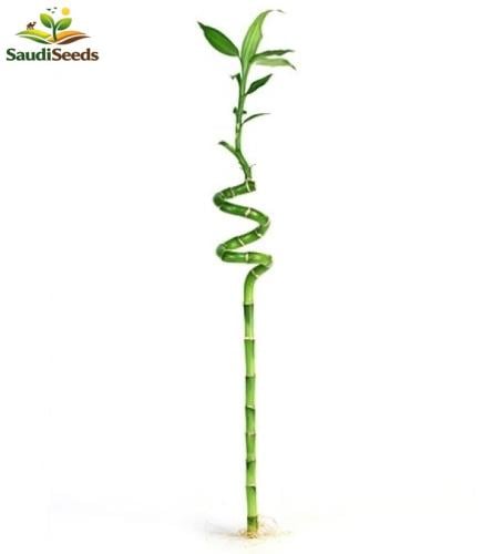 بامبو ماليزي ملولو 50 سم أوراق كبيرة Lucky Bamboo...