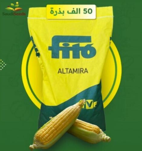 بذور ذرة ألتاميرا هجين كيس 50 ألف بذرة altamira hy...
