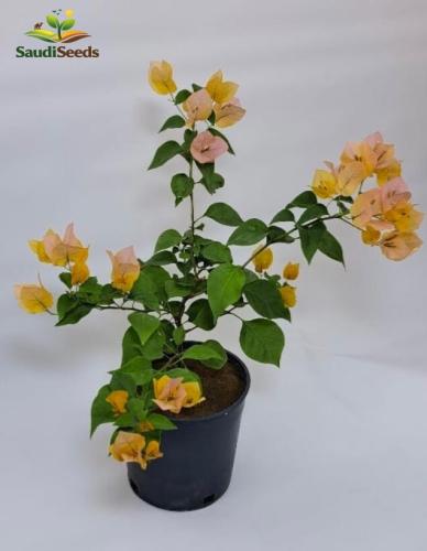 نبات جهنمية صغيرة Bougainvillea