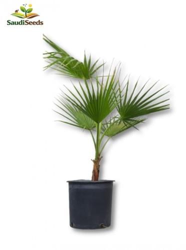 نخيل واشنطونيا Washingtonia Palm