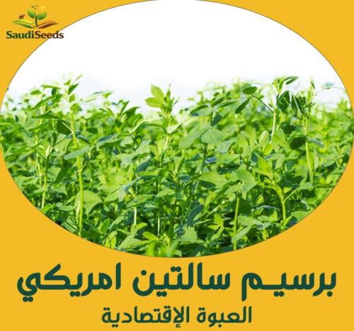بذور برسيم سالتين أمريكي مقاوم للملوحة 250 جرام Sa...