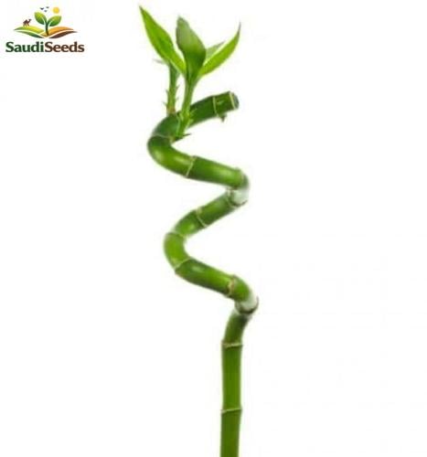 بامبو تايلندي 45 سم ملولو Lucky Bamboo