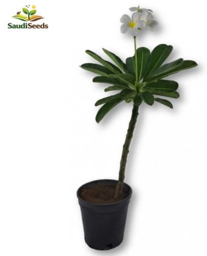 ياسمين هندي Plumeria Frangipani